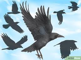 One principal difference between a raven and a crow is that one is larger than the other. How To Tell The Difference Between Crows And Ravens 15 Steps