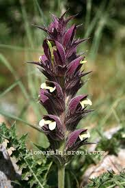 Image result for Acanthus polystachyus