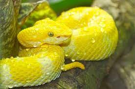 Beautiful Yellow Snake Snake Yellow