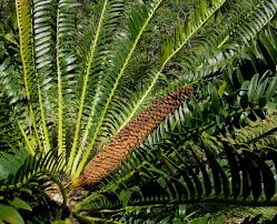 Image result for Encephalartos chimanimaniensis