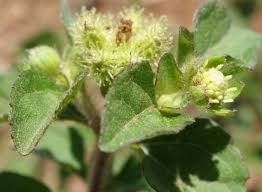 Image result for Acanthospermum australe