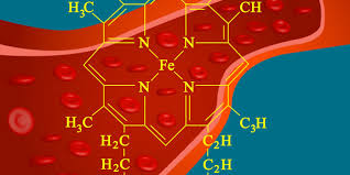 function and synthesis of hemoglobin interactive biology