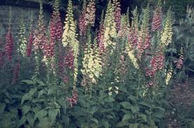 Hij bloeit zeer rijk met prachtige klokvormige bloemen op een lange vingerhoedskruid doet het goed op een plek in de schaduw. Gewoon Vingerhoedskruid Plantengids Tuincentrum Thiels