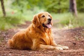Golden Retriever Lifespan How Long Do Golden Retrievers Live
