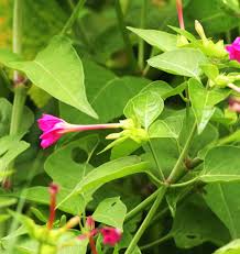 Image result for Kotschya sp.no.A