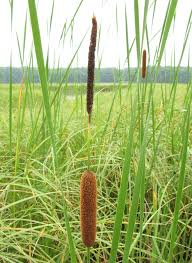 Image result for Clutia angustifolia