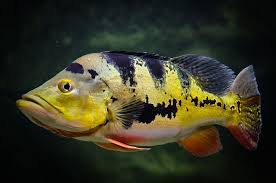 We aim to be environmentally responsible, promoting awareness and helping the marine life together the malta national aquarium is spread over 20,000 square metres. Butterfly Peacock Bass Cichla Ocellaris Peacock Bass Beautiful Fish Tropical Fish