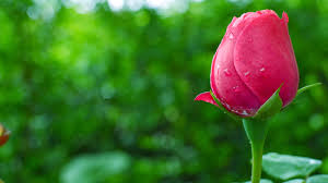 Image result for The best Flower in the world