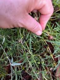 Image result for Ipomoea coptica