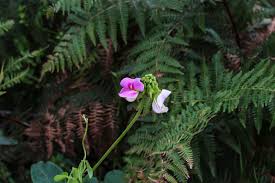 Image result for Sphenostylis marginata