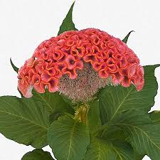 Image result for Celosia nervosa