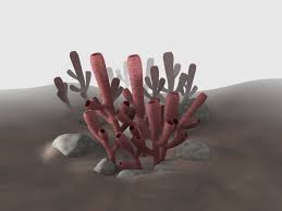 Image result for Vausagesia