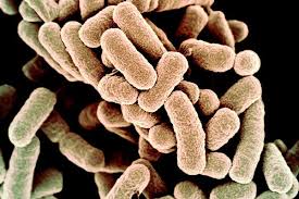 Image result for Bacteria
