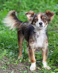 verzeichnis tierheime tierschutz hundeherz ch