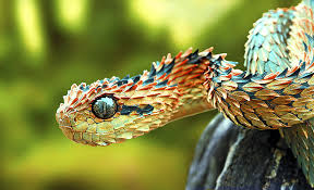 Check out our bush viper selection for the very best in unique or custom, handmade pieces from well you're in luck, because here they come. Spiny Bush Viper