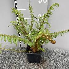 Image result for Cyathea thomsonii
