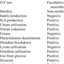 Raoultella ornithinolytica is an opportunistic pathogen of the enterobacteriaceae family and has been implicated in nosocomial infections in recent years. Biochemical Characteristics Of Raoultella Ornithinolytica Isolate Of Download Table