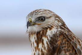 Below are some tips to help you identify swainson's hawks. Hawks Birds Animal Encyclopedia