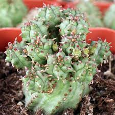 Image result for Euphorbia ramulosa