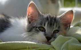 You have to start by knowing what the normal temperature range of felines is. Does Your Cat Have A Fever Perromart Singapore Perromart Sg