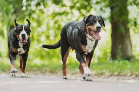 Standard, bronze, silver, gold, and platinum. Greater Swiss Mountain Dog Temperament More Puppies Price Caring