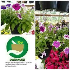 Still the taman bunga i know, it is clean and no trashes. Jual Bibit Tanaman Bunga Vinca Tapak Dara Berbunga Tanaman Hias Gantung Jakarta Selatan Abishop21 Tokopedia