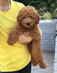 If you would like to be notified, please contact us and we will notify you when our goldendoodle become available. Skyler Mini Goldendoodle Puppy For Sale In Dallas Tx Happy Valentines Day Happyvalentinesday2016i