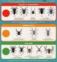 Tennessee Spider Identification Chart Identify These