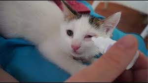 Kedi Gozu Iltihabi Nasil Tedavi Edilir Yavru Kedi Goz Iltihabi Tedavisi Kedilerde Goz Enfeksiyonu Youtube