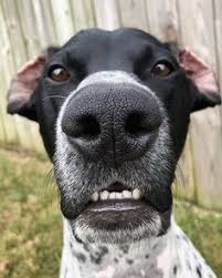 That combination alone might cause one to expect a classy reaction like this to the appearance of michelle obama and jill it's not the first time michelle obama has been received less than cordially and i'm sure it won't be the last. 25 Nascar Pets Ideas Nascar Pets Dale Jr