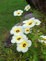 Image result for Turneraceae