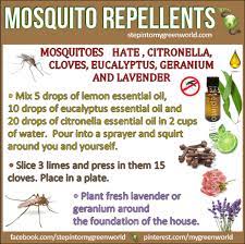 Lemon eucalyptus oil mosquito repellent. Best Bug Repellent Deet Lemon Eucalyptus Essential Oils Diy Pest Control Pest Control Citronella Essential Oil