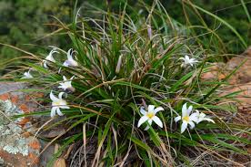 Image result for Xerophyta schlechteri