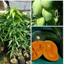 Anak benih sulur / pokok pisang helang. Pohon Mangga Harum Manis Bibit Pohon Mangga Harum Manis Shopee Indonesia