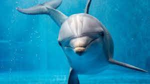 Check spelling or type a new query. The Characteristics Of The Dolphin As A Spirit Animal By Love Totem Medium