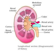 Human Excretory System A Kidneys Urine Formation Tubules Proximal Convoluted Tubule Pct Henlea S Loop Distal Co Excretory System Loop Of Henle Kidney