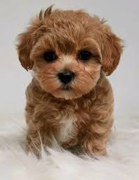 Designer And Mix Puppies Morkies Maltipoos Red Maltipoos Yorkshire Terrier In 2020 Maltipoo Puppy Yorkie Poo Puppies Yorkie Poo