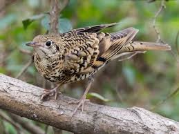 Image result for トラツグミ