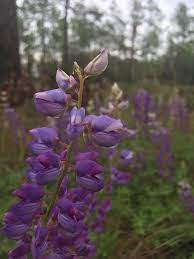 Lady Lupines Of Florida Florida Conservation Voters