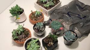And will make him 'eesa (jesus) a messenger to the children of israel (saying): Recovering Dying Succulents Youtube