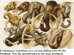 Elephant Evolution Chart Elephants Prehistoric Animals