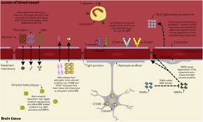 Legit vitamin k & vitamin d supplement. Blood Brain Barrier Pathology In Patients With Severe Mental Disorders A Systematic Review And Meta Analysis Of Biomarkers In Case Control Studies Sciencedirect