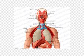 Nov 28, 2016 · anatomy of the larynx. Thorax Organ Head And Neck Anatomy Human Body Heart Hand Heart Png Pngegg