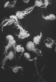 Grayscale Photography Of Jelly Fish Photo Free Black And White Image On Unsplash Jellyfish Pictures Pictures To Paint Jellyfish