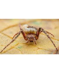 Image result for Vepris bachmannii