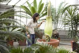 Rare Corpse Plant Preparing To Bloom On Campus Cornell Chronicle Corpse Flower Bloom Corpse Flower Plants
