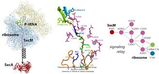 Ribosomes are found in all living cells, prokaryotes as well as eukaryotes. Mechanisms Of Protein Synthesis By The Ribosome