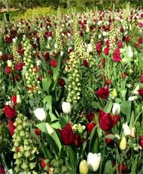 Maybe you would like to learn more about one of these? Fritillaria Horticultural Tips