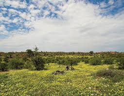 Image result for Helixanthera verruculosa