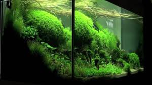 From establishing the simple principles, to introducing the essentials of building an aquascape, we are going to provide you with the information that you will need to begin the hobby. Aquascaping Aquarium Ideas From The Art Of The Planted Aquarium 2011 Part 1 Youtube